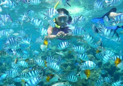 Exploring Marine Life: Snorkeling and Diving Adventures in Andaman