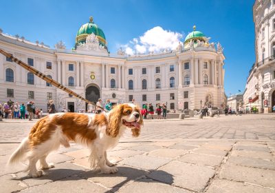 Travelling with Your Pet – What are the Real Pros and Cons