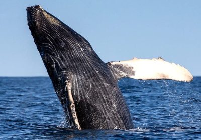 Whale Watching Dunsborough: Essential Items to Bring