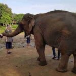 Protecting Elephants From Exploitation Through Responsible Tourism Practices