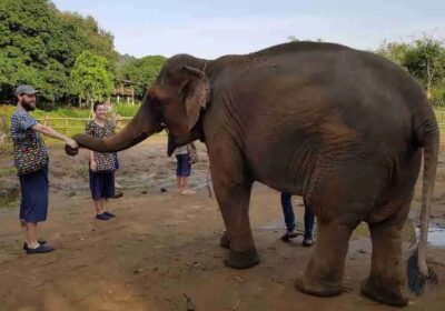 Protecting Elephants From Exploitation Through Responsible Tourism Practices